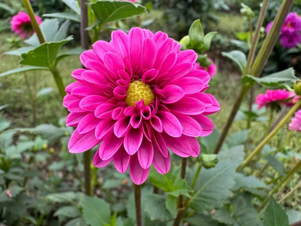 Dahlia 'Jenna' (Jenna Dahlia) — Northwest Blooms